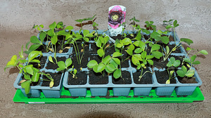 Helleborus topeltõielised Flash, Purp, Red, Pink (9 foto / 10)