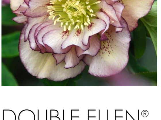 Helleborus морозники махровые Flash, Purp, Red, Pink