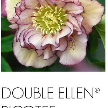 Helleborus морозники махровые Flash, Purp, Red, Pink