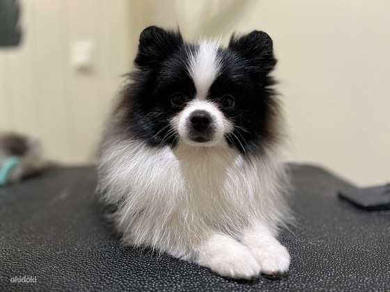 Pomeranian kutsikas