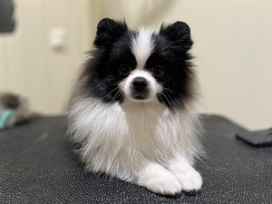 Pomeranian kutsikas (1 foto / 2)