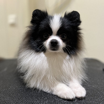 Pomeranian kutsikas