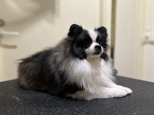 Pomeranian kutsikas (2 foto / 2)