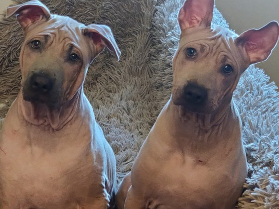 Thai Ridgeback