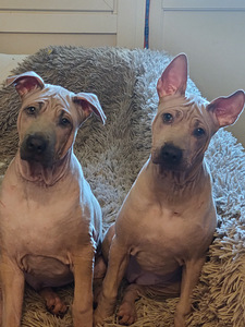 Thai Ridgeback (1 foto / 4)