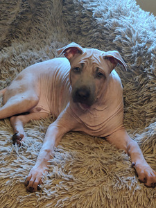 Thai Ridgeback (2 foto / 4)