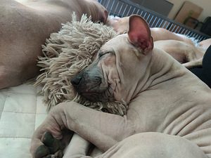 Thai Ridgeback (3 foto / 4)