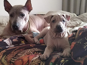 Thai Ridgeback (4 foto / 4)