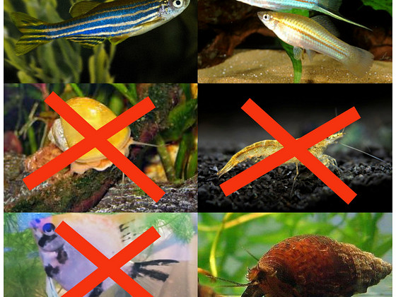 Danio, mõõksaba, õunatigu