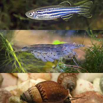 Данио, креветки Амано Caridina multidentata, мелании