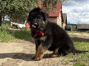 Pikakarvalised saksa lambakoera kutsikad (2 foto / 10)