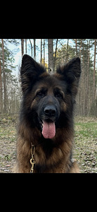 Pikakarvalised saksa lambakoera kutsikad (8 foto / 10)