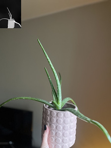 Aloe (Traditsiooniline päris Aaloe, keskmise suurusega) (1 foto / 3)