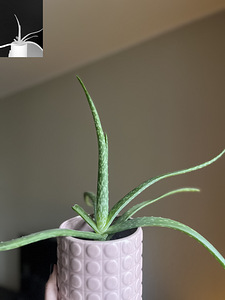 Aloe (Traditsiooniline päris Aaloe, keskmise suurusega) (2 foto / 3)