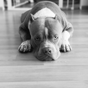 Ameerika bully