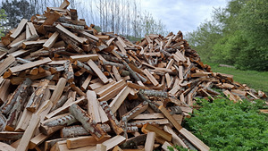 Märg lepp (1 foto / 1)