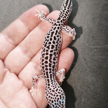 Gekko