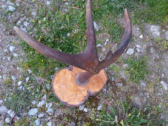 Põdra sarved
