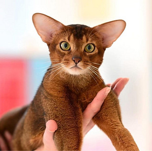 Абиссинские котята / Abyssinian kittens (7 фото из 9)