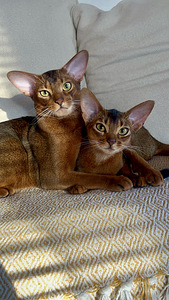 Абиссинские котята / Abyssinian kittens (6 фото из 9)
