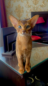 Абиссинские котята / Abyssinian kittens (8 фото из 9)