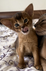 Абиссинские котята / Abyssinian kittens (4 фото из 9)