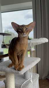 Абиссинские котята / Abyssinian kittens (3 фото из 9)