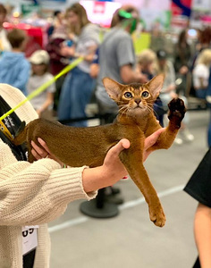 Абиссинские котята / Abyssinian kittens (9 фото из 9)