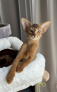 Абиссинские котята / Abyssinian kittens (1 фото из 9)