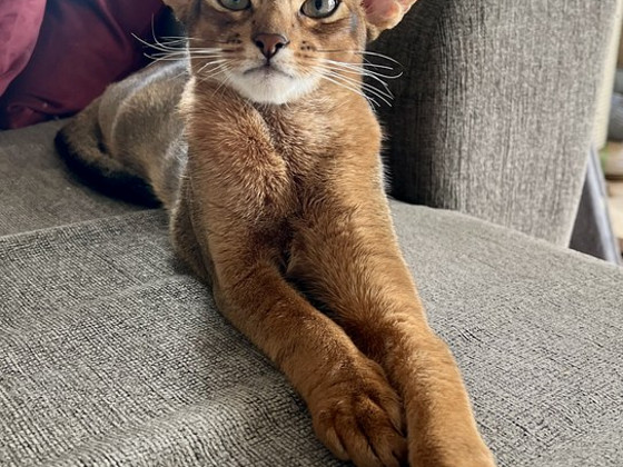 Абиссинские котята / Abyssinian kittens
