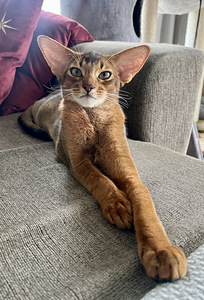 Абиссинские котята / Abyssinian kittens (2 фото из 9)