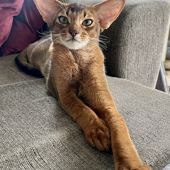 Абиссинские котята / Abyssinian kittens