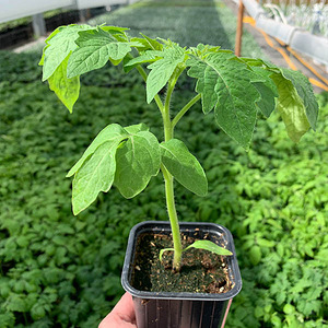 Продам рассаду (2 фото из 2)