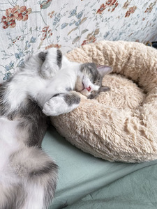 Заботливая котоняня — уход за вашим питомцем (5 фото из 10)