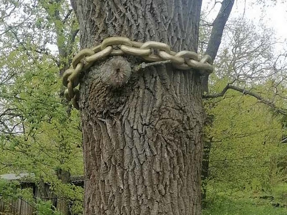 Золотая цепь (деревянная)