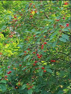 Martsa, Toila vald, Ida-Virumaa (6 фото из 11)