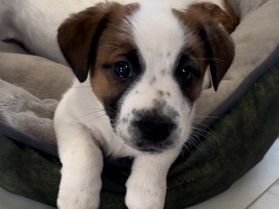Jack Russel terrier