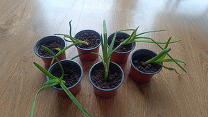 Aaloe (1 foto / 1)