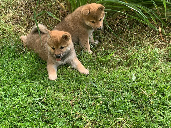 Siba inu kutsikad