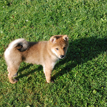 Siba inu kutsikad