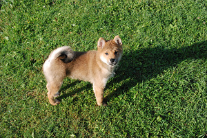 Siba inu kutsikad (2 foto / 3)