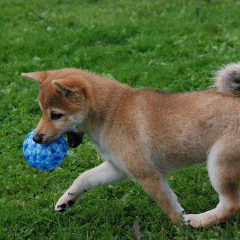 Щенки Shiba inu