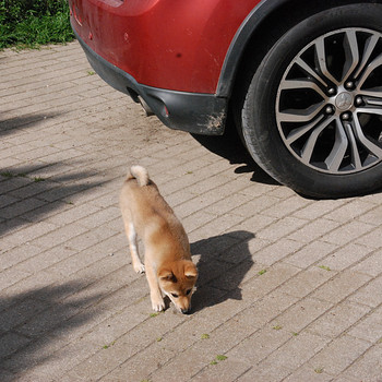 Shiba inu kutsikad