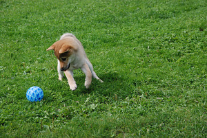 Shiba inu kutsikad (3 foto / 10)