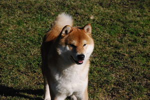 Shiba inu kutsikad (4 foto / 10)