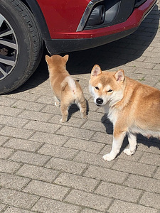 Shiba inu kutsikad (5 foto / 10)