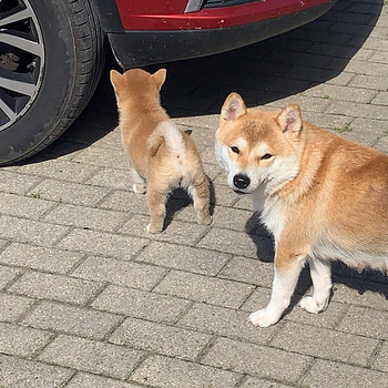 Щенки Shiba inu