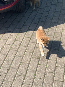 Shiba inu kutsikad (6 foto / 10)