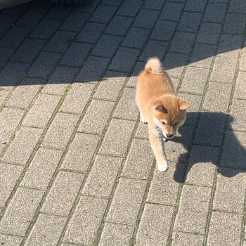 Shiba inu kutsikad