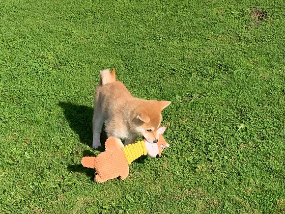 Shiba inu kutsikad